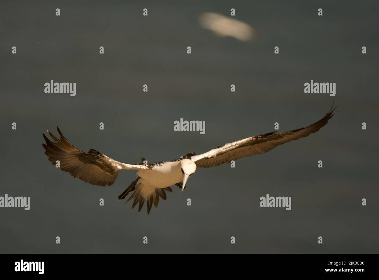 Gannet settentrionale giovanile (Morus fagavanus) in volo (TERZO ANNO) Foto Stock