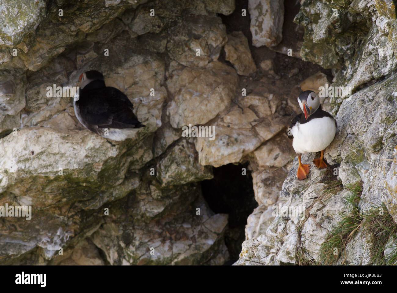 Un puffin Atlantico (Fratercula artica), conosciuto anche come il puffin comune, sedette su un bordo della scogliera a RSPB Bempton Cliffs, Regno Unito. Foto Stock