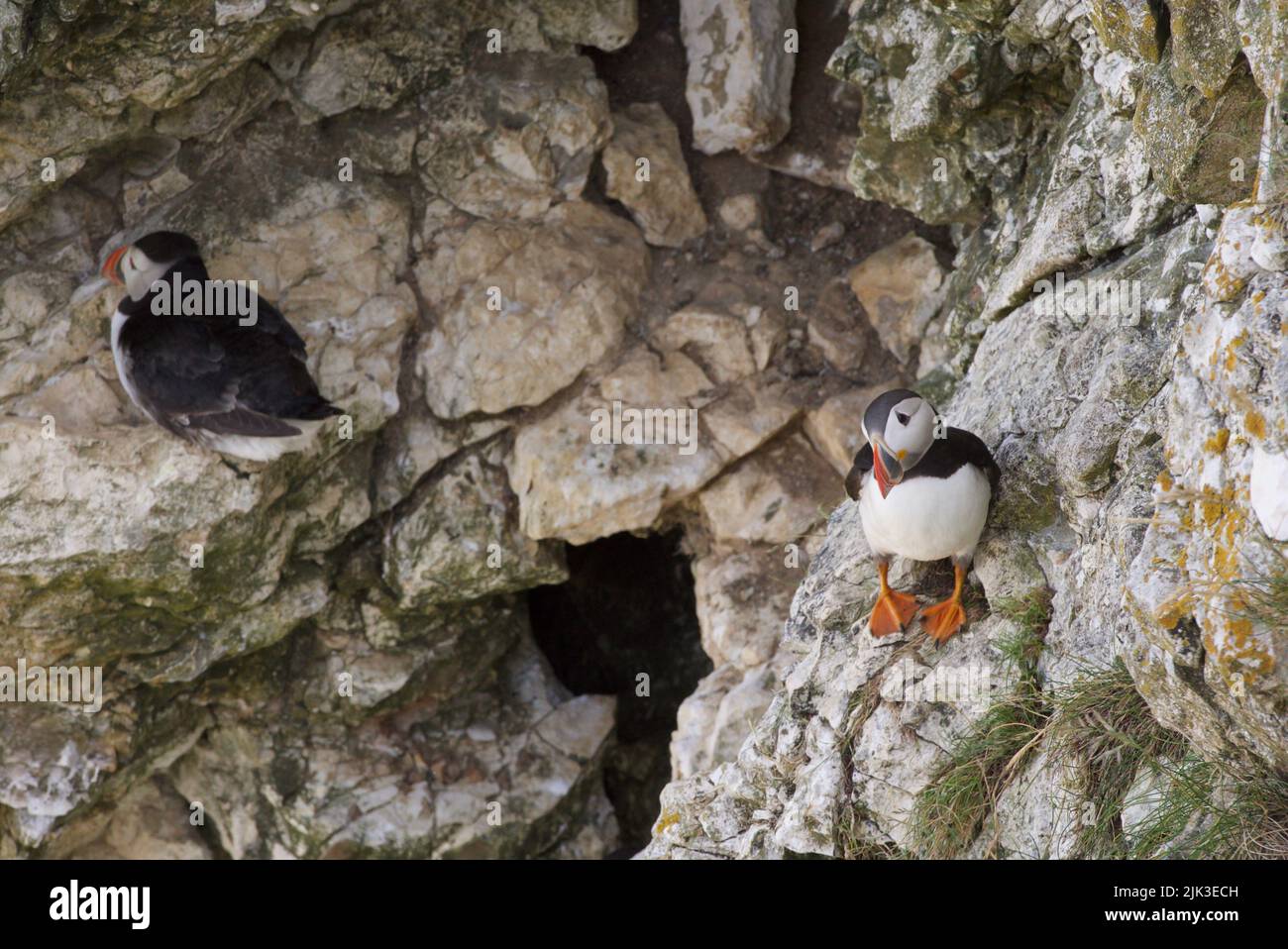 Un puffin Atlantico (Fratercula artica), conosciuto anche come il puffin comune, sedette su un bordo della scogliera a RSPB Bempton Cliffs, Regno Unito. Foto Stock