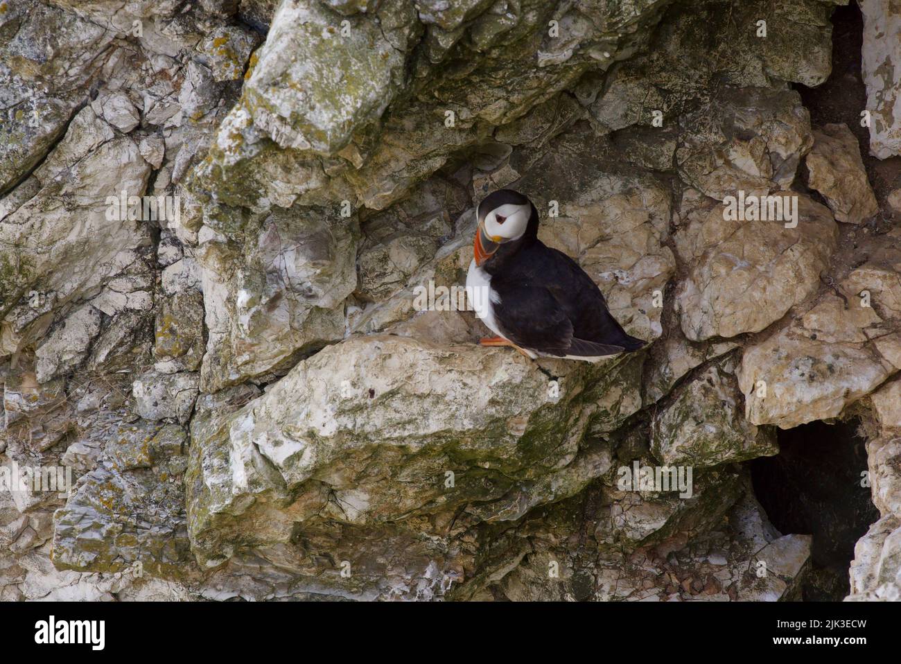 Un puffin Atlantico (Fratercula artica), conosciuto anche come il puffin comune, sedette su un bordo della scogliera a RSPB Bempton Cliffs, Regno Unito. Foto Stock