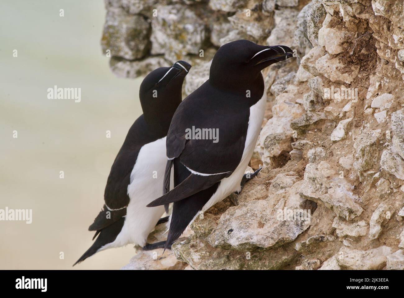 Un paio di uccelli Razorbill si sono seduti sul bordo di una scogliera lungo la costa del Regno Unito (RSPB Bempton Cliffs). Il Razor-Billed Auk (Alca torda) è un alabirdo AKA Lesser Auk. Foto Stock