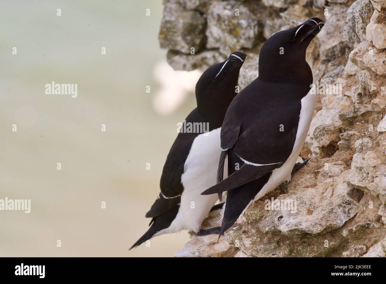 Un paio di uccelli Razorbill si sono seduti sul bordo di una scogliera lungo la costa del Regno Unito (RSPB Bempton Cliffs). Il Razor-Billed Auk (Alca torda) è un alabirdo AKA Lesser Auk. Foto Stock