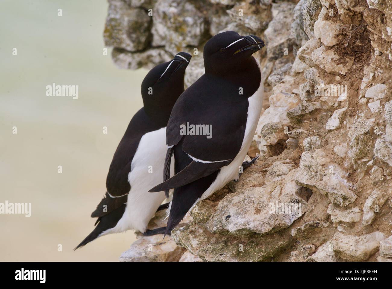 Un paio di uccelli Razorbill si sono seduti sul bordo di una scogliera lungo la costa del Regno Unito (RSPB Bempton Cliffs). Il Razor-Billed Auk (Alca torda) è un alabirdo AKA Lesser Auk. Foto Stock