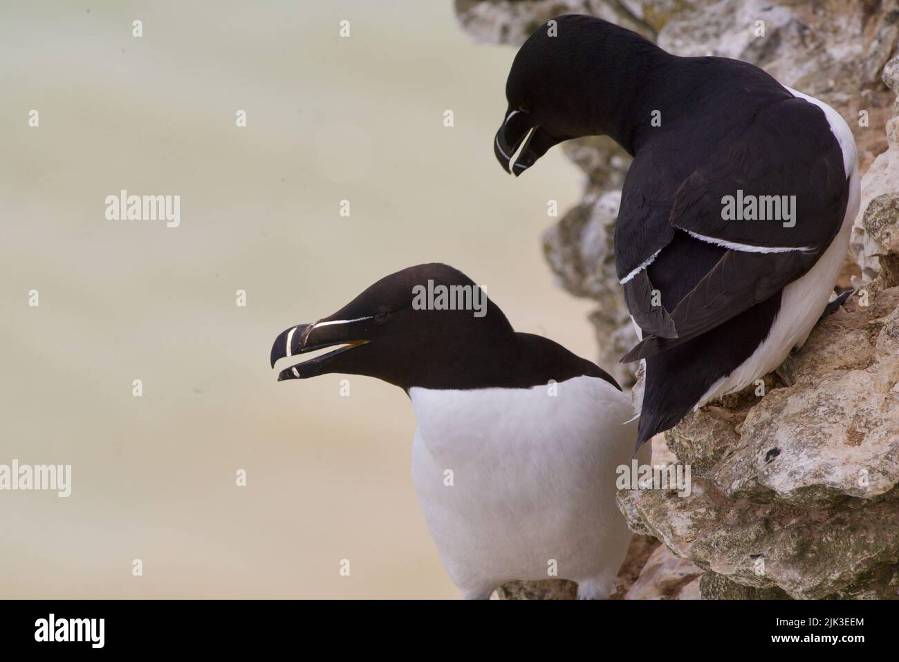 Un paio di uccelli Razorbill si sono seduti sul bordo di una scogliera lungo la costa del Regno Unito (RSPB Bempton Cliffs). Il Razor-Billed Auk (Alca torda) è un alabirdo AKA Lesser Auk. Foto Stock