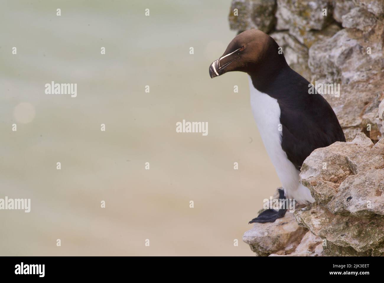 Un uccello soluto di Razorbill sedette su un bordo della scogliera lungo la costa del Regno Unito (RSPB Bempton Cliffs). Il Razor-Billed Auk (Alca torda), seabird coloniale AKA Lesser Auk. Foto Stock
