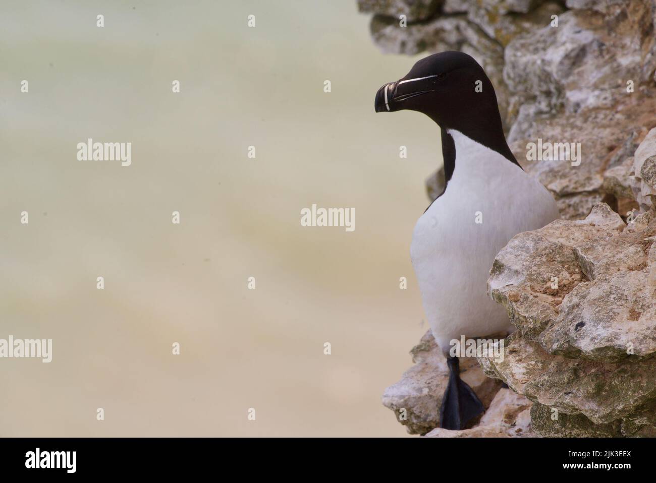 Un uccello soluto di Razorbill sedette su un bordo della scogliera lungo la costa del Regno Unito (RSPB Bempton Cliffs). Il Razor-Billed Auk (Alca torda), seabird coloniale AKA Lesser Auk. Foto Stock