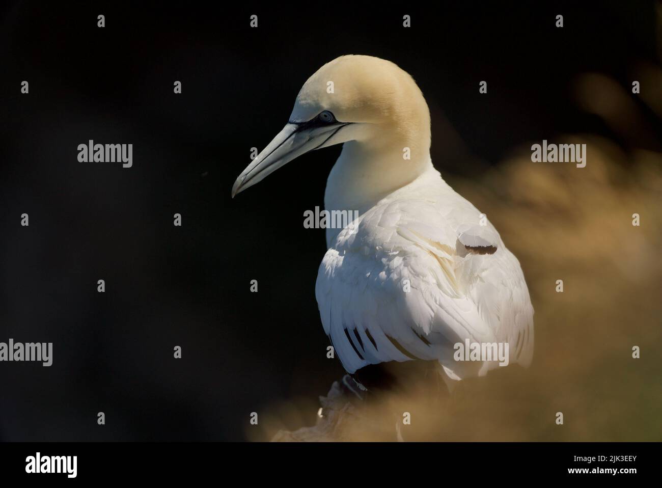 Primo piano di un solitario Gannet settentrionale (Morus bassanus) seduto in cima a una scogliera presso RSPB Bempton Cliffs (Gannet Bird, UK), un uccello adulto. Foto Stock