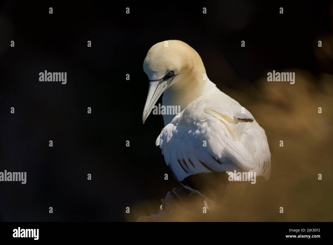 Primo piano di un solitario Gannet settentrionale (Morus bassanus) seduto in cima a una scogliera presso RSPB Bempton Cliffs (Gannet Bird, UK), un uccello adulto. Foto Stock