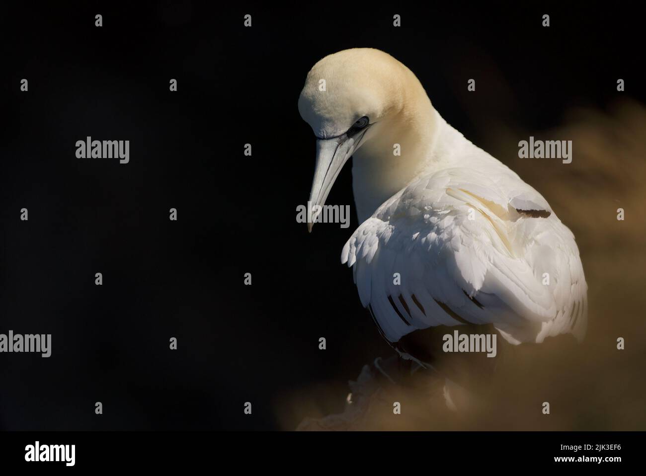 Primo piano di un solitario Gannet settentrionale (Morus bassanus) seduto in cima a una scogliera presso RSPB Bempton Cliffs (Gannet Bird, UK), un uccello adulto. Foto Stock