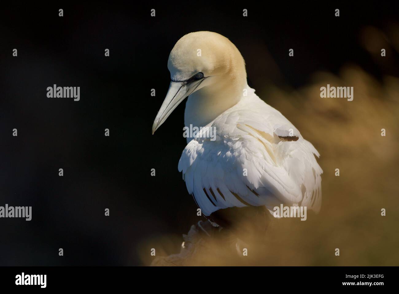Primo piano di un solitario Gannet settentrionale (Morus bassanus) seduto in cima a una scogliera presso RSPB Bempton Cliffs (Gannet Bird, UK), un uccello adulto. Foto Stock