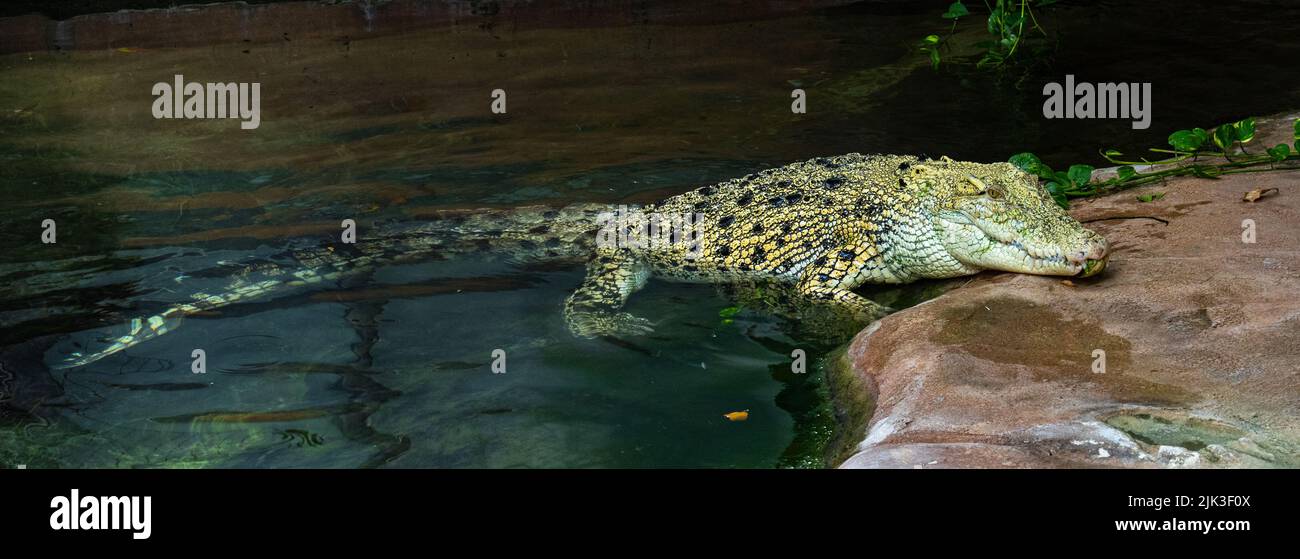 Coccodrillo bianco d'acqua salata, anche (Crocodylus porosus), albino, mossi, ritratto animale, prigioniero, Germania, Europa Foto Stock