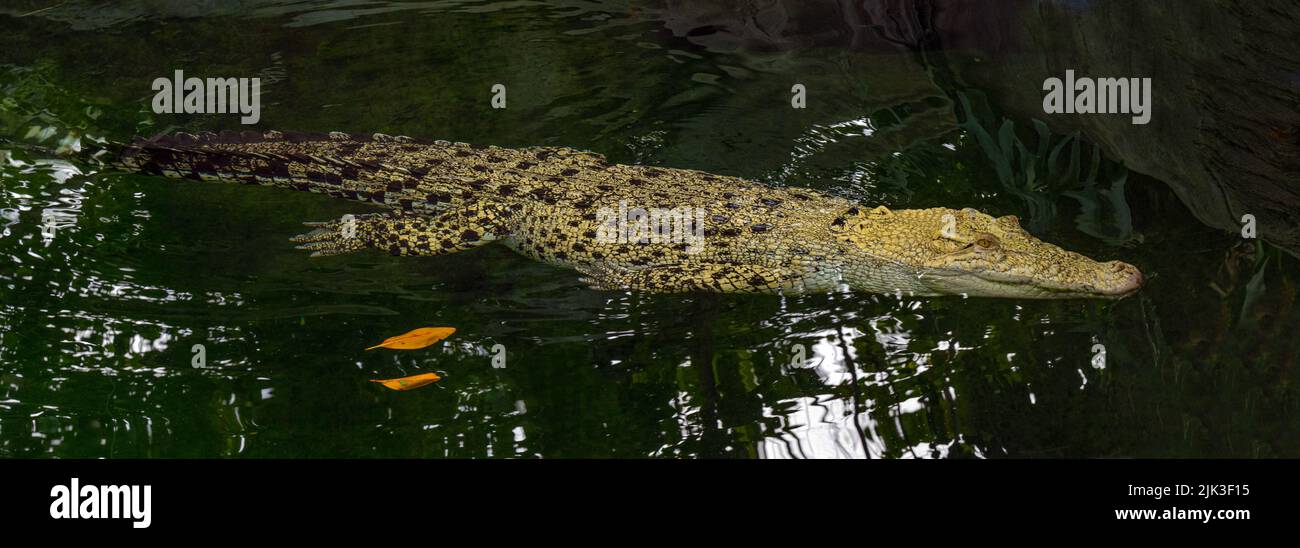 Coccodrillo bianco d'acqua salata, anche (Crocodylus porosus), albino, mossi, ritratto animale, prigioniero, Germania, Europa Foto Stock