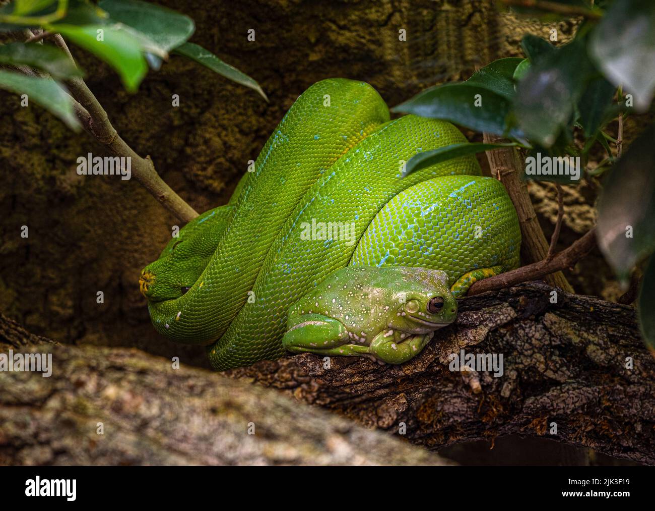 Frana americana di alberi verdi, Hyla Cinerea e un python di alberi verdi, insieme in un albero, su un morbido sfondo verde. Foto Stock