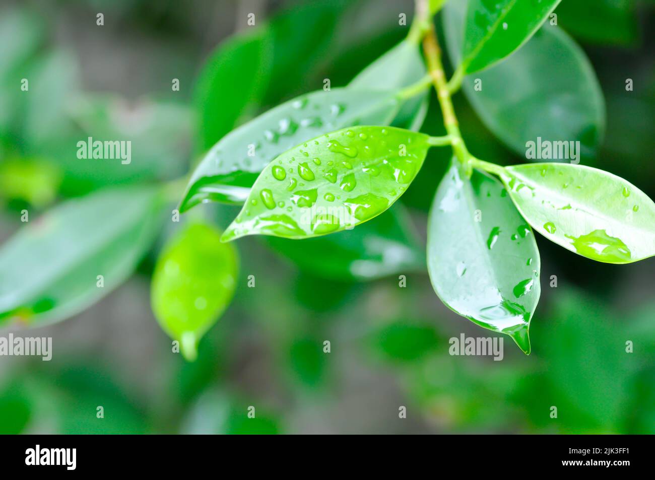 banyan albero o Ficus annullato o ficus bengalensis e pioggia goccia sulle foglie Foto Stock