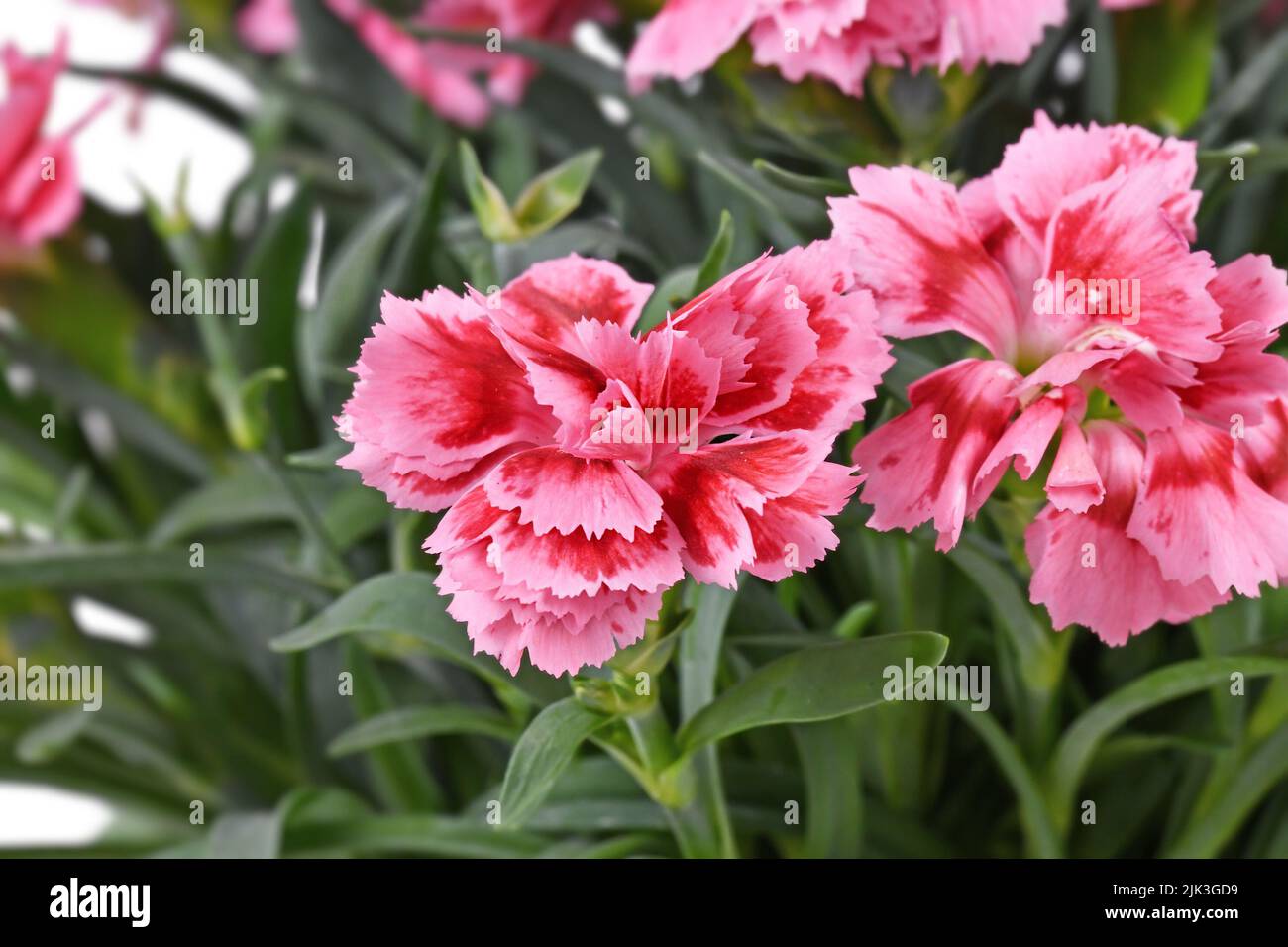 Fiore di Dianthus pianta rosa Foto Stock