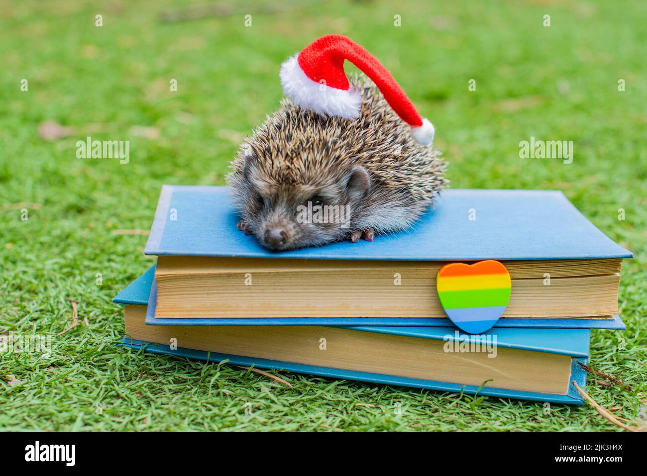 lgbt hedgehog in un cappello di Capodanno seduto su libri Foto Stock