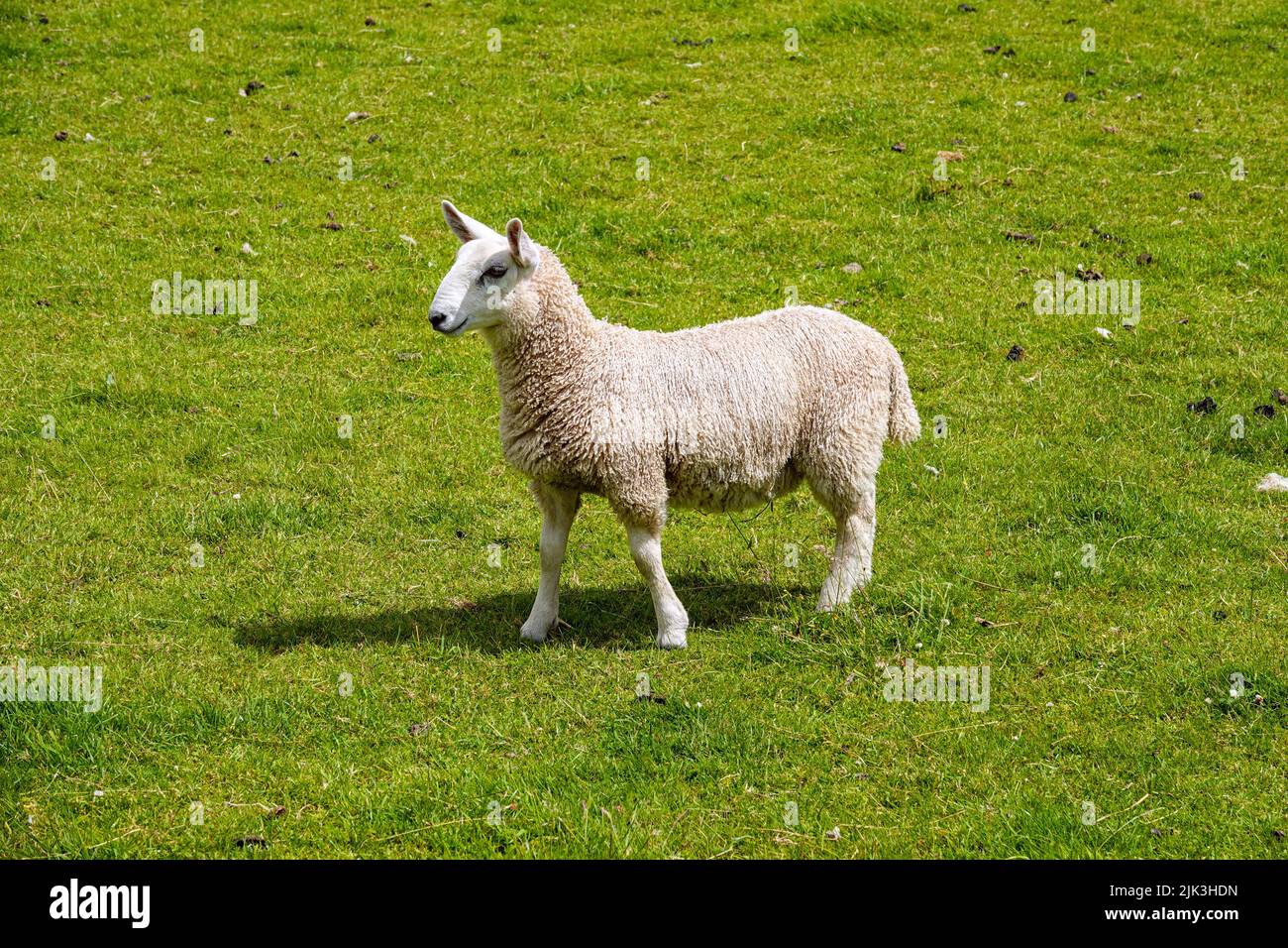 Pecore Swaledale nelle Yorkshire Dales, North Yorkshire, Inghilterra Foto Stock