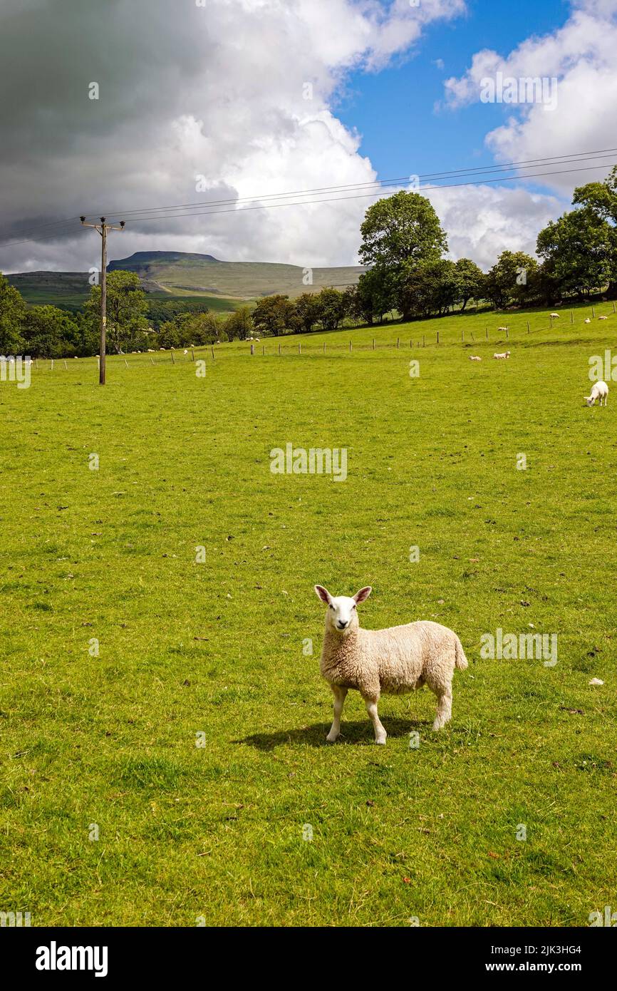 Pecore Swaledale nelle Yorkshire Dales, North Yorkshire, Inghilterra Foto Stock