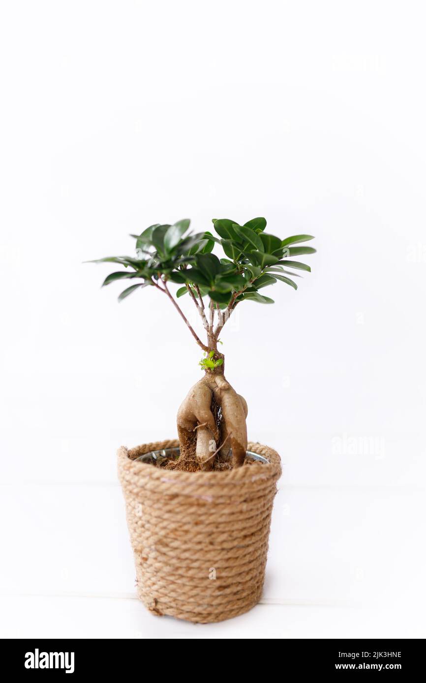 Piccolo bonsai ficus microcarpa ginseng pianta su sfondo bianco Foto Stock