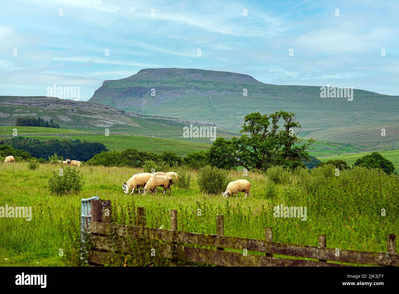 Pecore Swaledale nelle Yorkshire Dales, North Yorkshire, Inghilterra Foto Stock