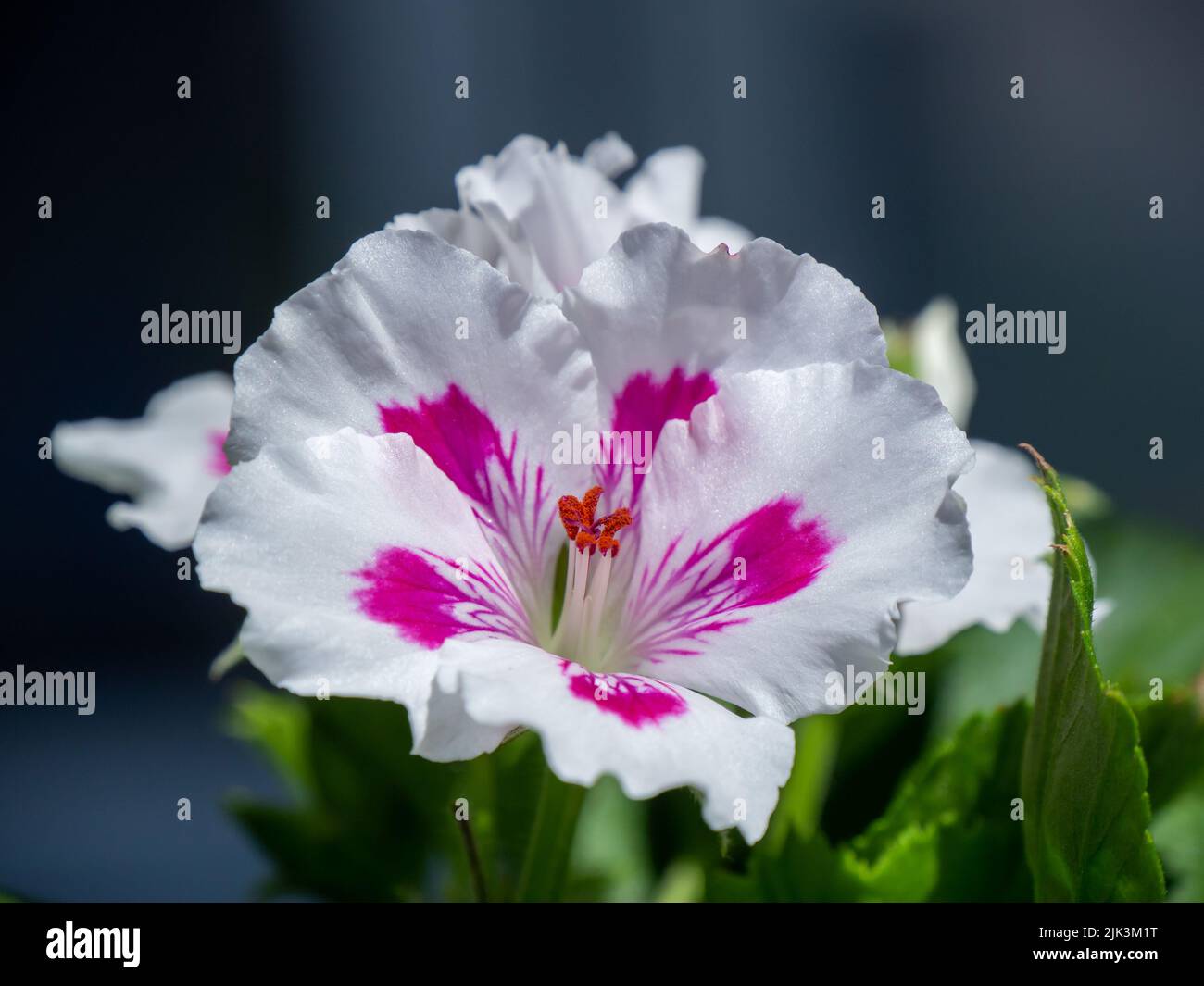 Primo piano del fiore rosa e bianco su un geranio bianco reale che sta crescendo in un giardino fiorito in un giorno di primavera luminoso e soleggiato a maggio. Foto Stock