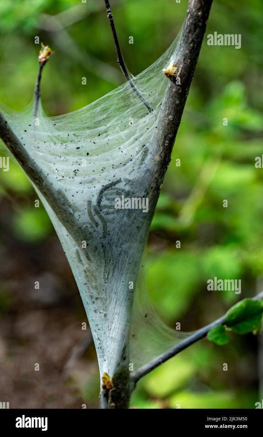 Primo piano di una tenda orientale nido di bruco che si trova su un albero che cresce nella foresta in una giornata calda a maggio con uno sfondo sfocato. Foto Stock