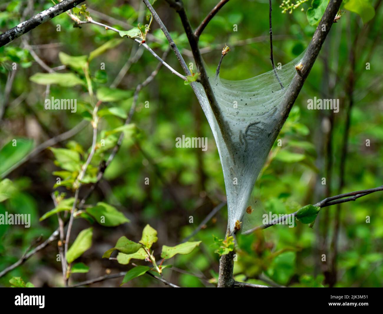 Primo piano di una tenda orientale nido di bruco che si trova su un albero che cresce nella foresta in una giornata calda a maggio con uno sfondo sfocato. Foto Stock