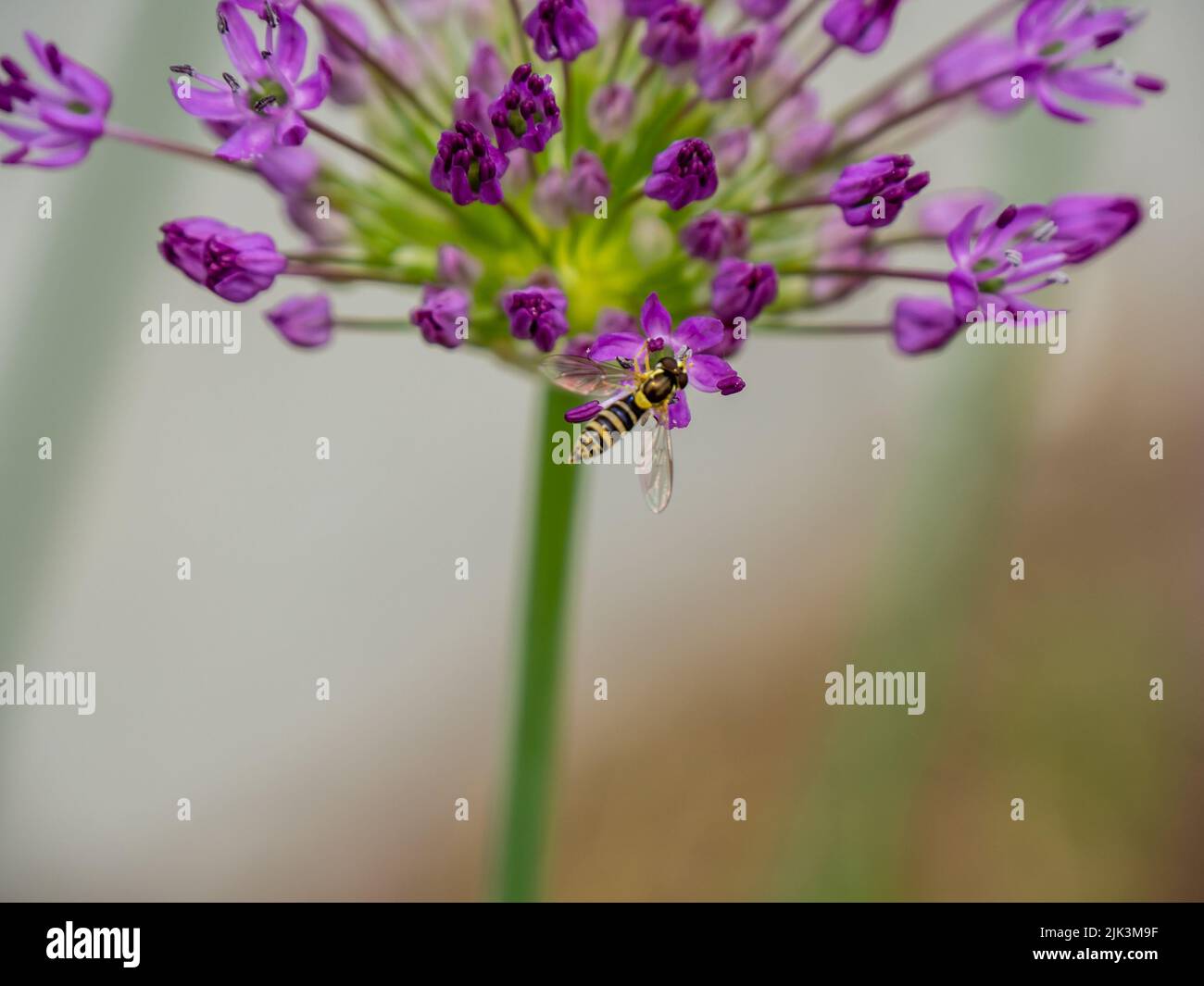 Primo piano di una mosca che raccoglie nettare dai fiori viola su una pianta di porro selvatico che sta crescendo in un giardino in un giorno di primavera luminoso e soleggiato nel mese di maggio. Foto Stock