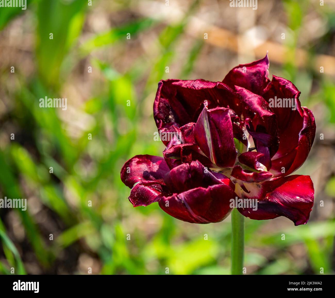 Primo piano di un fiore di tulipano rosso che inizia a appassire in un giardino in un giorno di primavera soleggiato a maggio con uno sfondo sfocato. Foto Stock