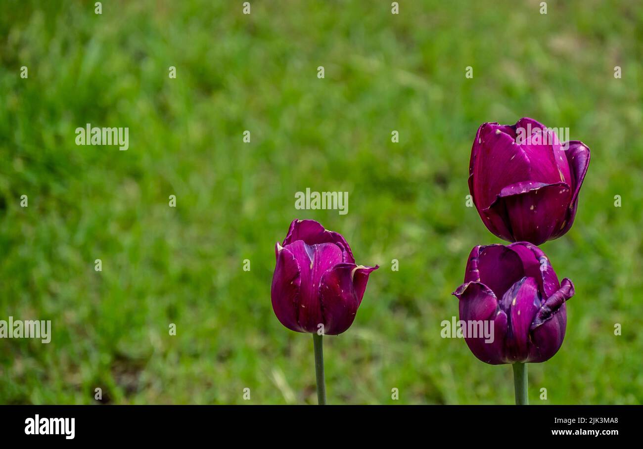 Primo piano di tre fiori di tulipano viola che iniziano a appassire in un giardino in una soleggiata giornata primaverile di maggio con uno sfondo sfocato. Foto Stock