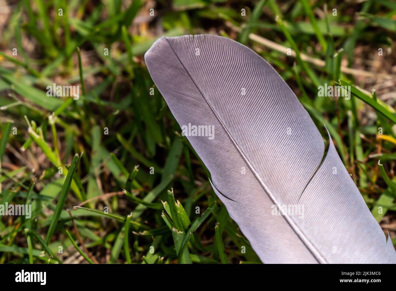 Primo piano di una piuma d'uccello che si trova sul terreno nell'erba in una calda giornata primaverile a maggio. Foto Stock