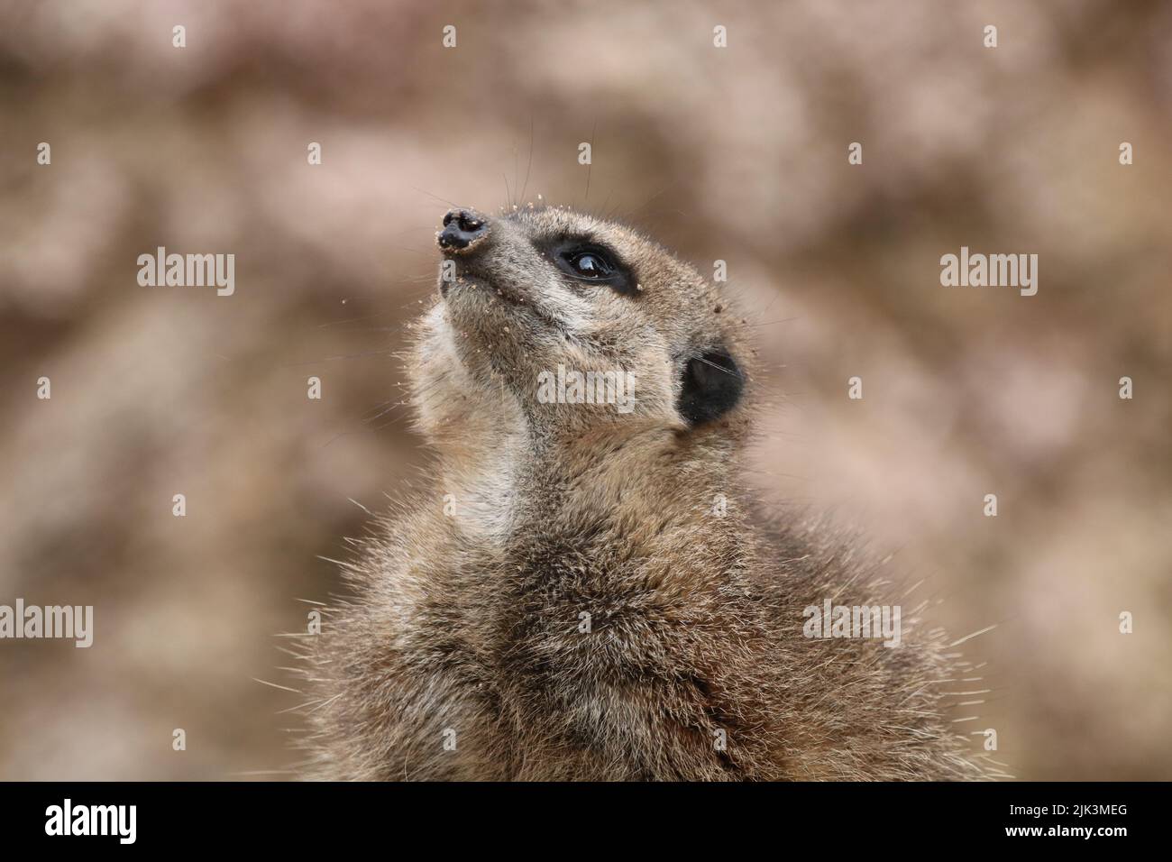 Meerkat sul belvedere Foto Stock