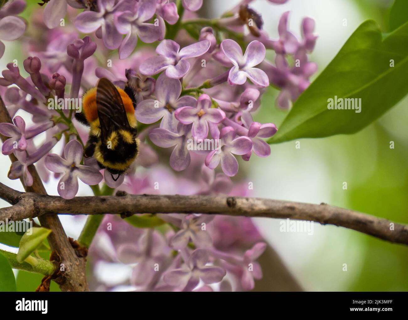 Primo piano di un bumblebee con cintura arancione che raccoglie nettare dai fiori rosa su un albero di lilla che sta crescendo in un giardino fiorito in un caldo giorno di primavera Foto Stock