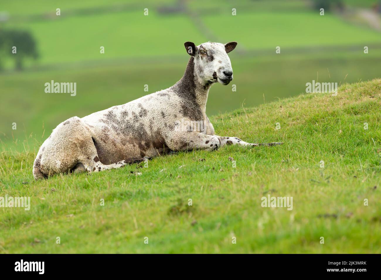 Bluefaced Leicester RAM di fronte a destra e sdraiato nel verde lussureggiante pascolo estivo. Yorkshire Dales, Regno Unito. Sfondo sfocato e pulito. Spazio di copia. Foto Stock