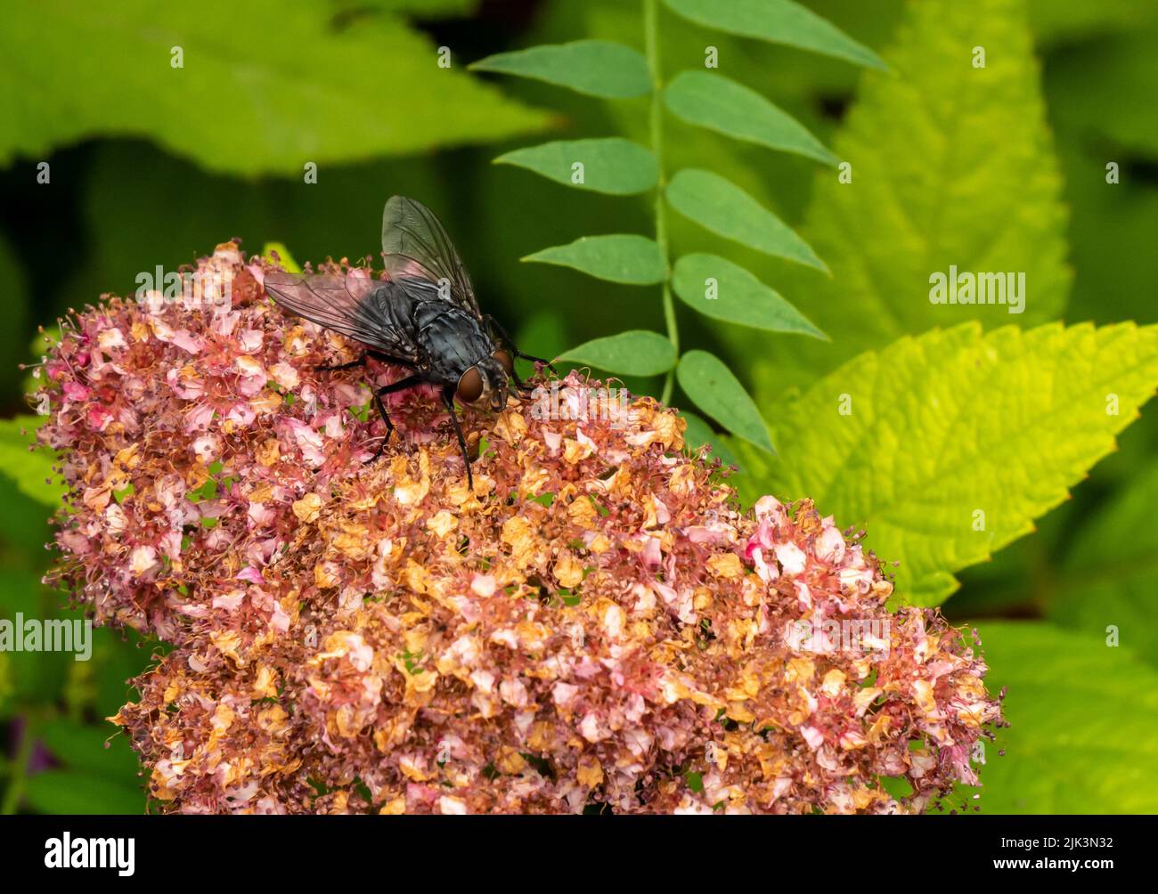 Primo piano di una mosca che riposa sui fiori rosa su una pianta di dolce di manto giapponese che sta crescendo in un giardino fiorito in una calda giornata estiva nel mese di giugno. Foto Stock