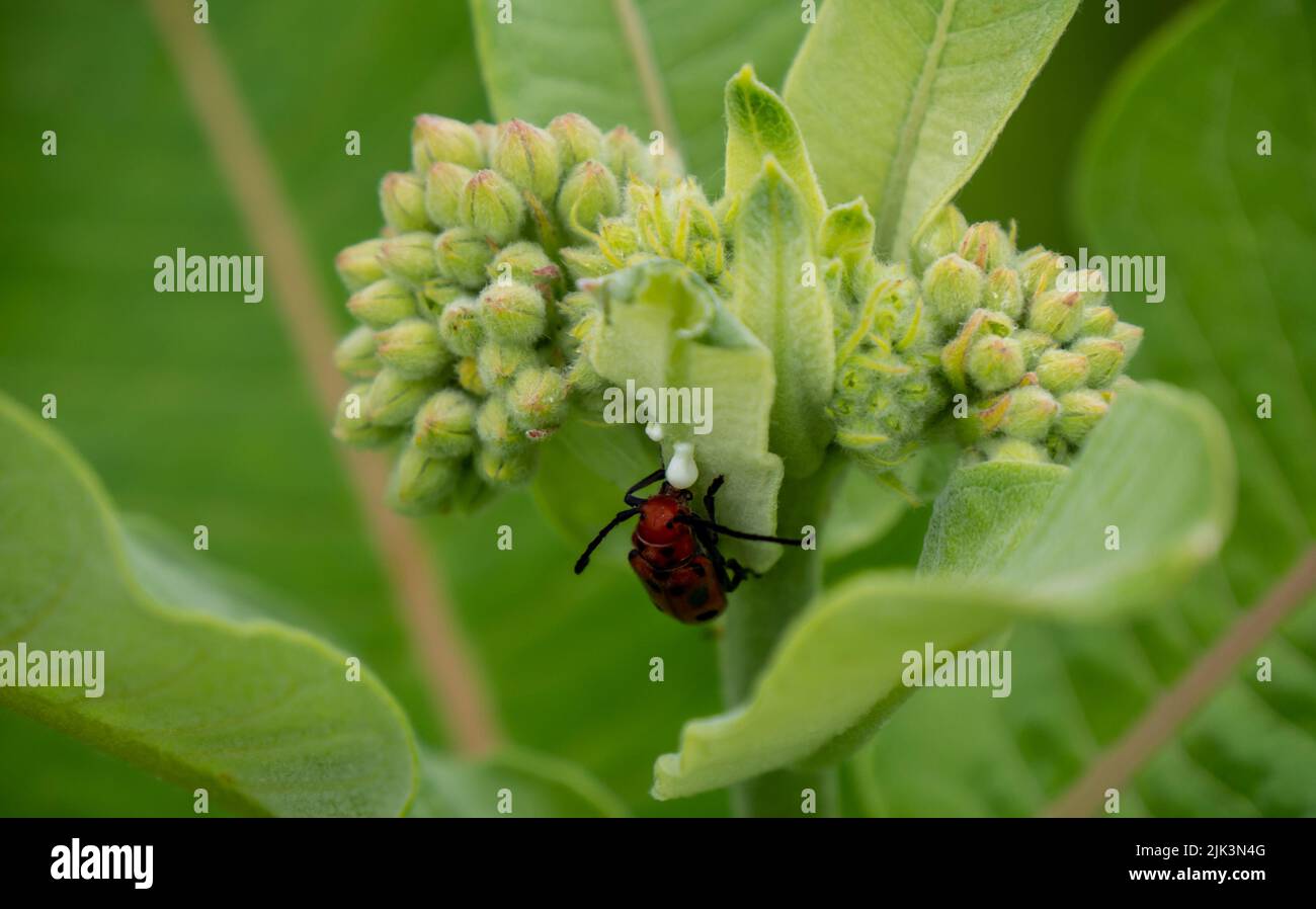 Primo piano di un coleottero rosso che beve il linfa bianco da una pianta da latte che sta crescendo in un campo in una calda giornata estiva nel mese di giugno. Foto Stock