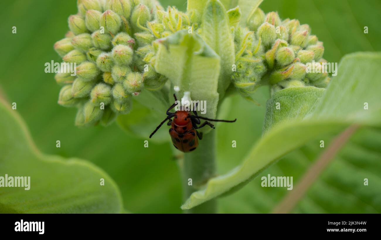 Primo piano di un coleottero rosso che beve il linfa bianco da una pianta da latte che sta crescendo in un campo in una calda giornata estiva nel mese di giugno. Foto Stock