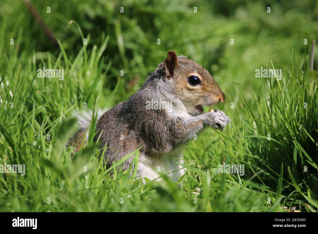 Lo scoiattolo mangiare un dado Foto Stock