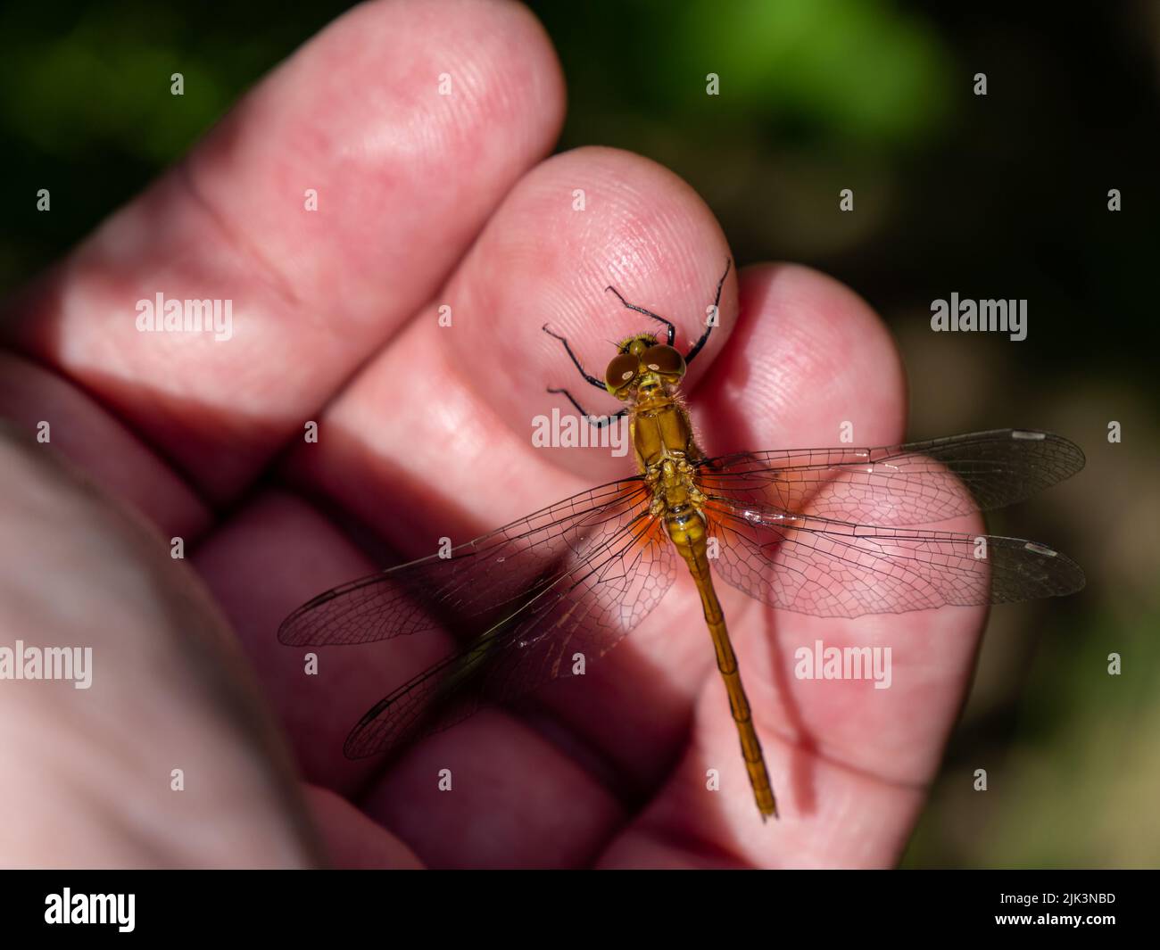 Primo piano di una libellula bianca di falco erboso che riposa su una mano umana in una luminosa giornata estiva di luglio con uno sfondo sfocato. Foto Stock