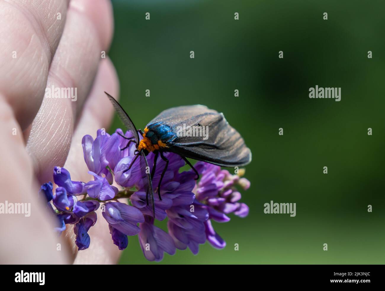 Primo piano di una falce di tigre di virginia ctenucha che raccoglie nettare da un fiore di vetch di vacca viola che è tenuto in una mano umana. Foto Stock