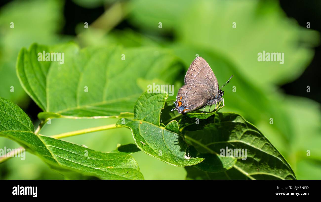 Primo piano di una farfalla con zelo hairstreak gossamer-alata farfalla che riposa alla luce del sole su una foglia di albero che sta crescendo nella foresta. Foto Stock