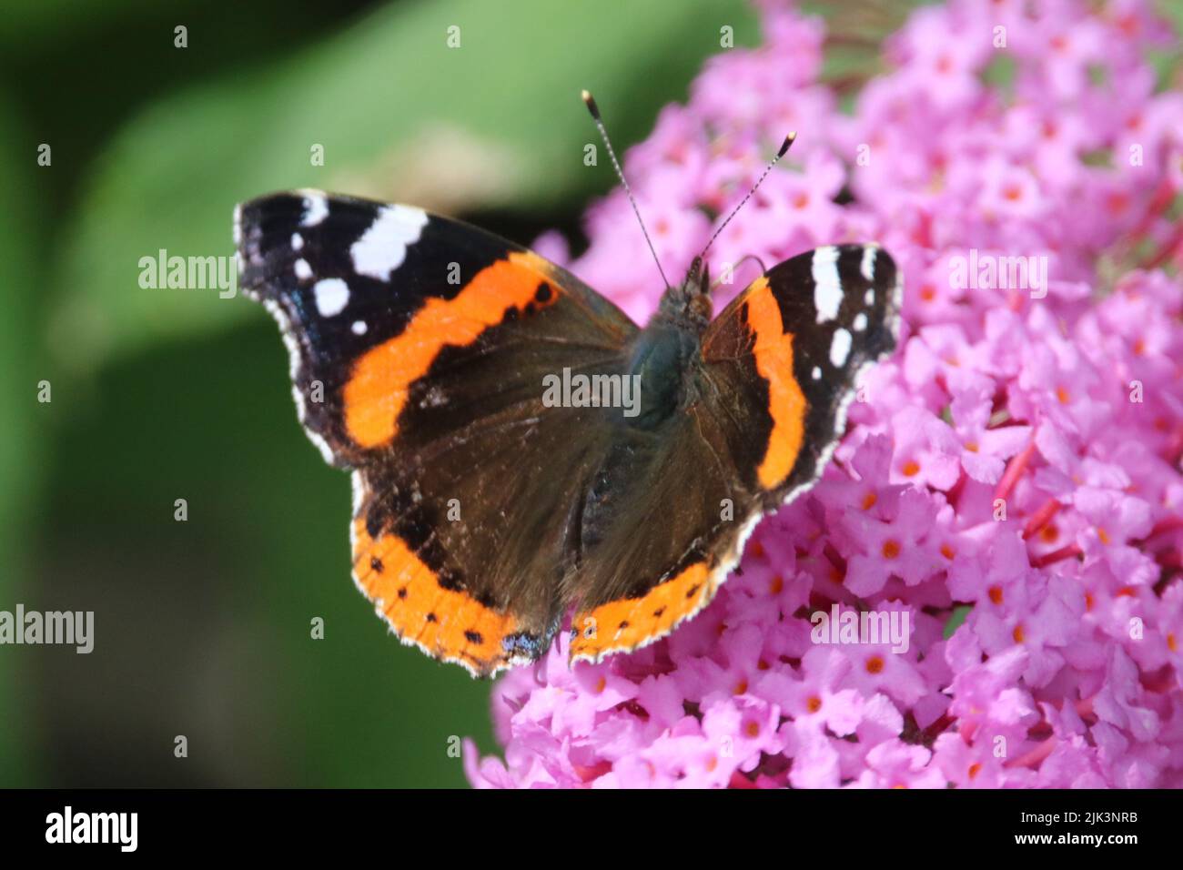 Red Admiral Butterfly su buddleia Foto Stock