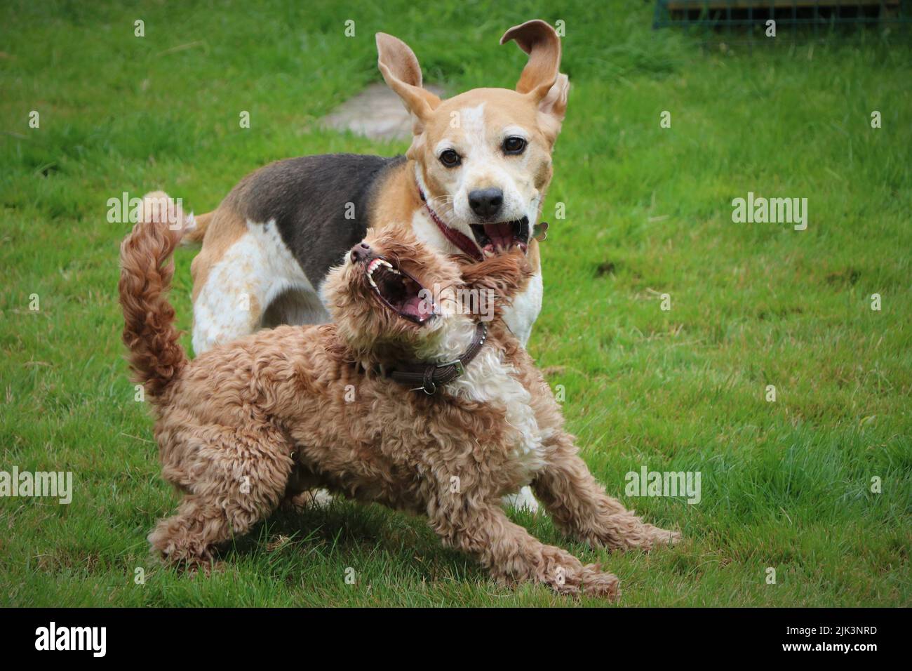 Meglio di amici a giocare Foto Stock