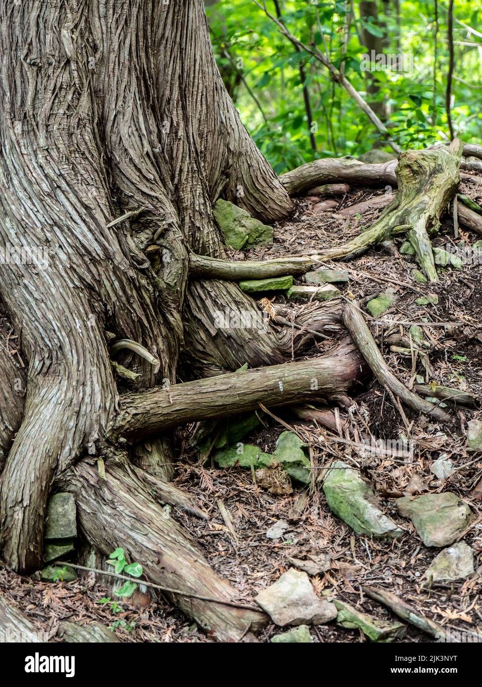 Primo piano delle radici e tronco di albero di un arborvitae cipresso l'acqua che cresce nella foresta in una calda giornata estiva nel mese di luglio. Foto Stock