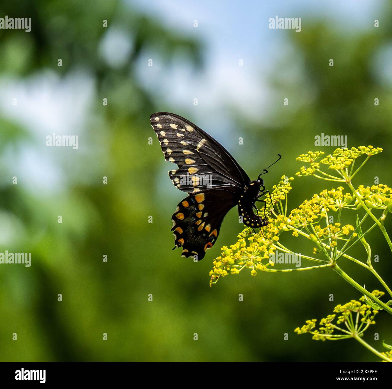 Primo piano di una farfalla nera a coda di rondine che raccoglie nettare dal fiore giallo su una pianta di pastinaca selvatica che sta crescendo in un campo. Foto Stock