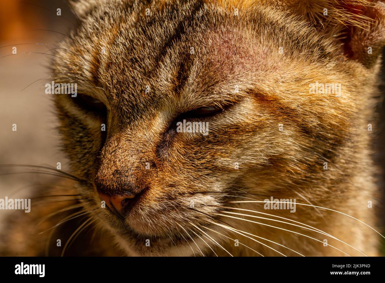 Primo piano Un gatto che dorme e siede pigro, un animale domestico che sta trendendo nella società musulmana Foto Stock