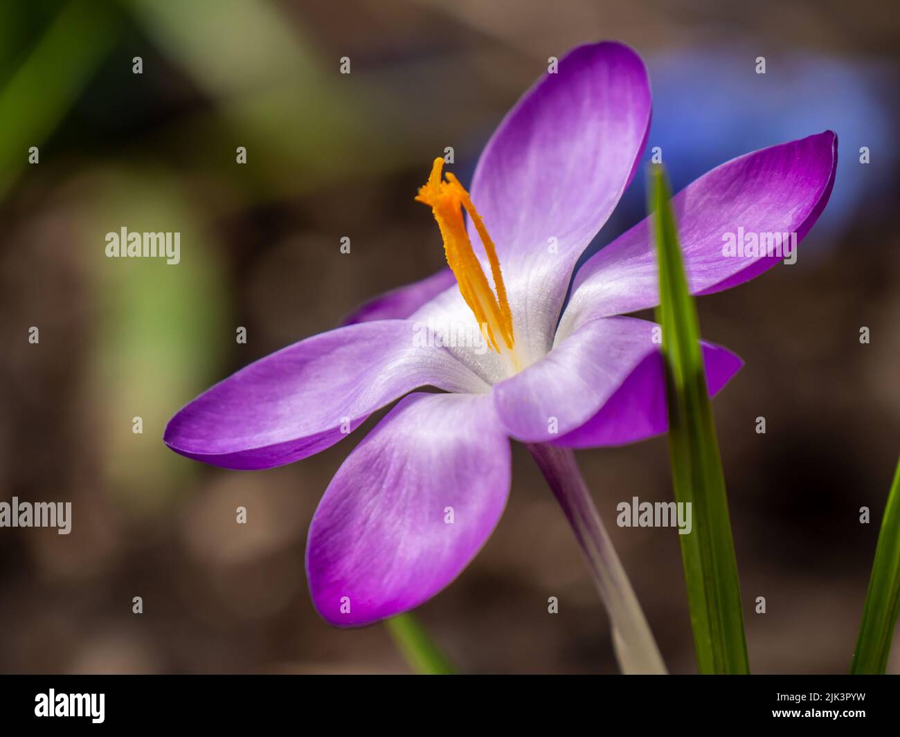 Primo piano di un fiore di crocus di bosco viola che fiorisce in un giardino in una calda giornata primaverile di aprile con uno sfondo sfocato. Foto Stock