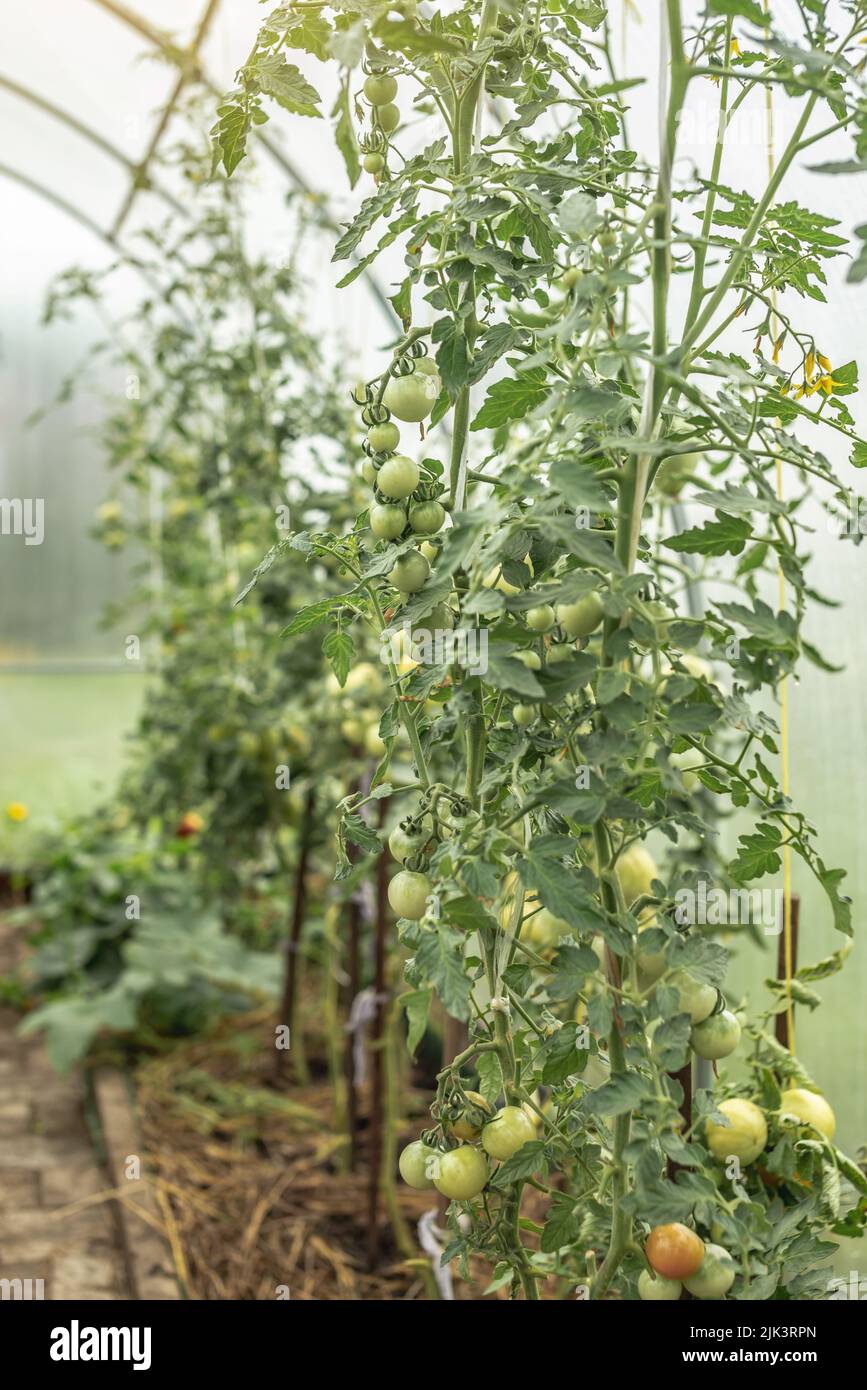Serra con piante di pomodoro verde. Concetto di crescita naturale sano verdure biologiche. Foto Stock