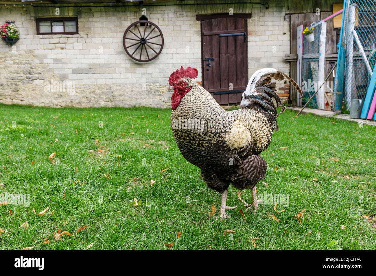 Rooster sul cortile contro la costruzione di fattoria, dinamica scena rurale Foto Stock