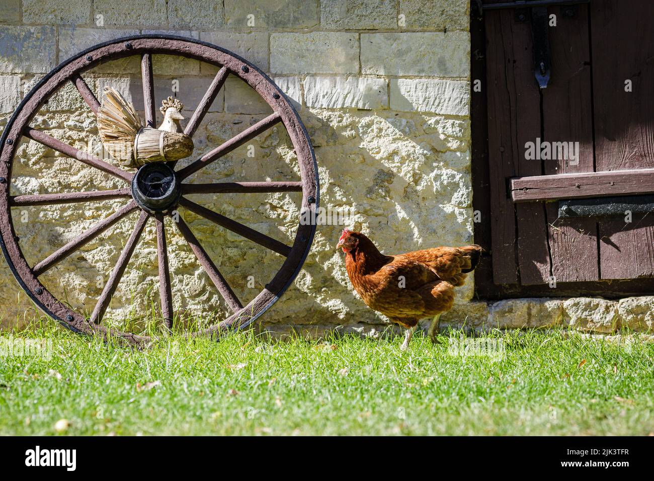 Pollo che cammina sul cortile contro muro di mattoni, scena rurale Foto Stock